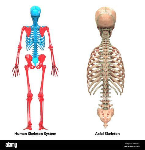 diagrama del sistema axial.